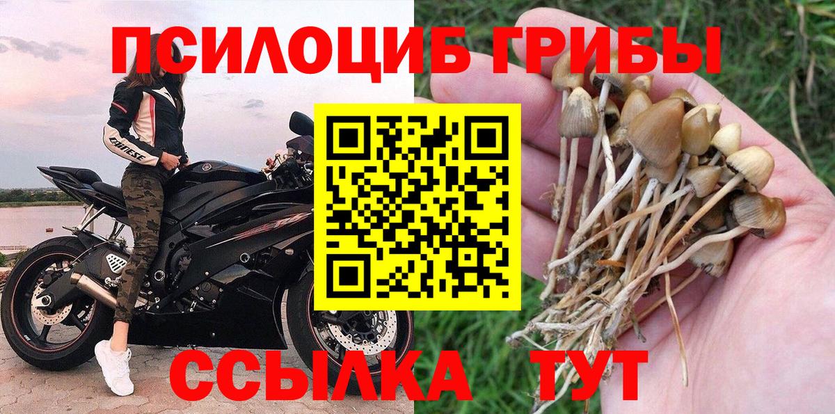 где продают   Вход с VPN  Скопин  Псилоцибиновые грибы GOLDEN TEACHER 